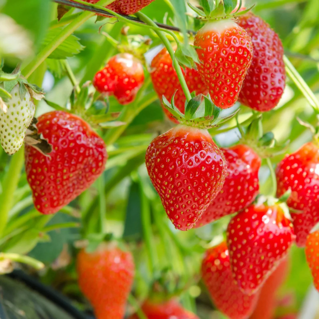 Fruitiers