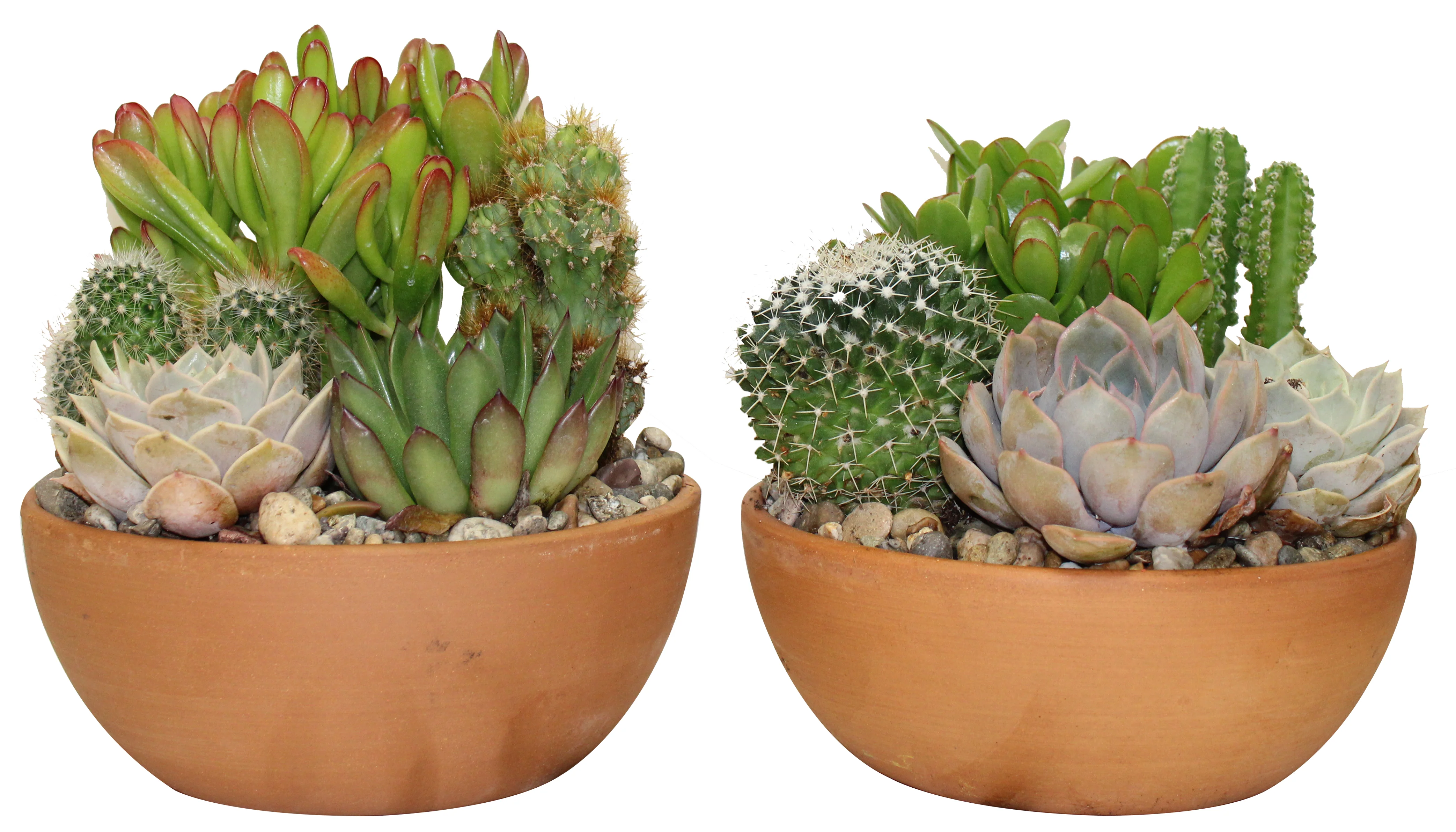 Plantes tropicales et d’intérieur